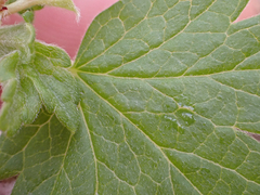 Ribes divaricatum pubiflorum