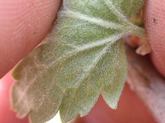 Ribes divaricatum pubiflorum