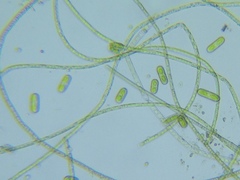 Klebsormidium