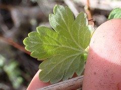 Ribes divaricatum pubiflorum
