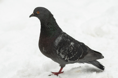 Columba livia domestica