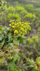 Berberis pinnata