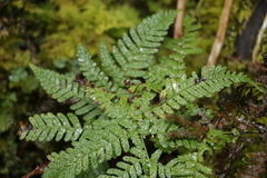 Dryopteris formosana