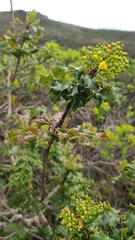 Berberis pinnata