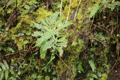 Dryopteris formosana