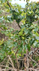 Berberis pinnata