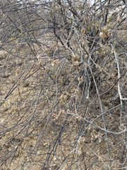 Coursetia glandulosa