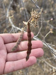 Coursetia glandulosa