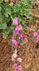 Sidalcea malviflora
