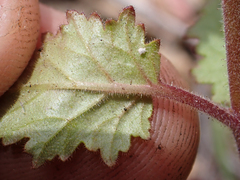 Phacelia viscida
