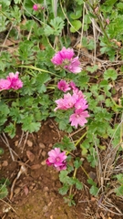 Sidalcea malviflora