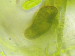 Paramecium bursaria
