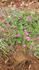 Sidalcea malviflora