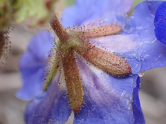 Phacelia viscida