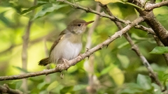 Orthotomus atrogularis