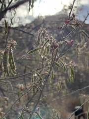 Coursetia glandulosa