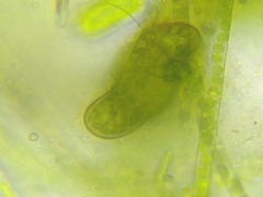 Paramecium bursaria