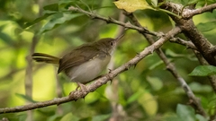 Orthotomus atrogularis