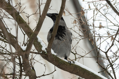 Corvus cornix