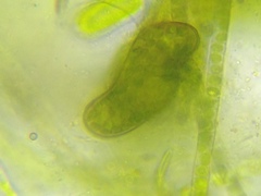 Paramecium bursaria
