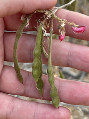 Coursetia glandulosa