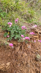 Sidalcea malviflora