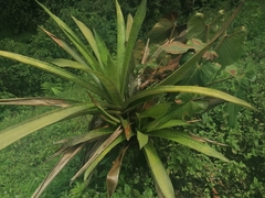 Guzmania monostachia