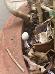 Leucocoprinus cepistipes