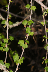 Ribes divaricatum pubiflorum