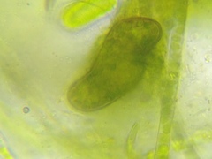 Paramecium bursaria