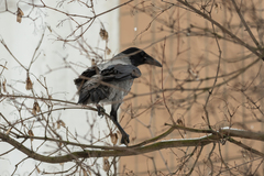 Corvus cornix