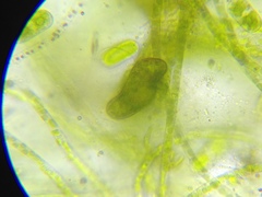 Paramecium bursaria