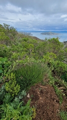 Melica californica