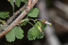 Ribes divaricatum var. pubiflorum
