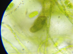 Paramecium bursaria
