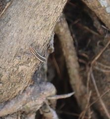 Lampropholis guichenoti
