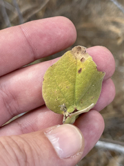 Gossypium davidsonii