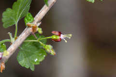 Ribes divaricatum pubiflorum