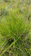 Festuca rubra