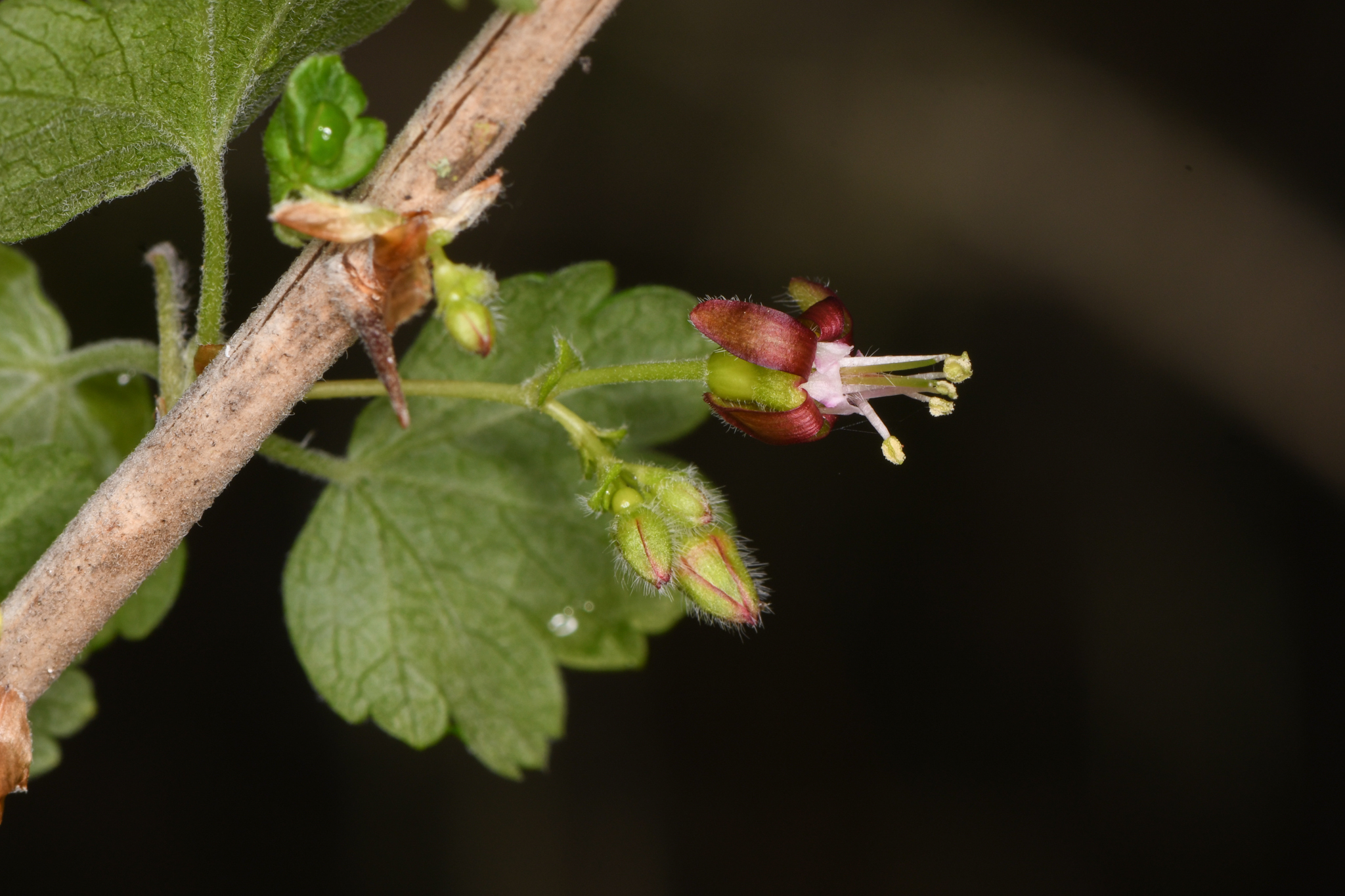 Ribes divaricatum var. pubiflorum
