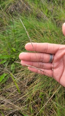 Festuca rubra