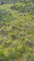 Festuca rubra