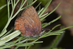 Callophrys augustinus