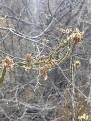 Coursetia glandulosa