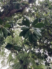 Barringtonia asiatica