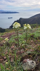 Erysimum franciscanum