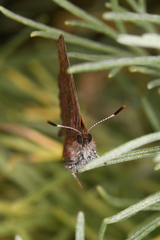 Callophrys augustinus