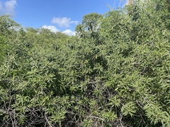 Myoporum stellatum