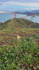Erysimum franciscanum
