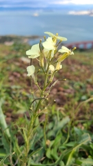Erysimum franciscanum